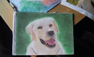 finished labrador